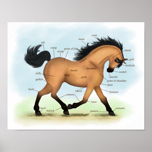 Horse Educational Equine Anatomy Poster (Vorne)