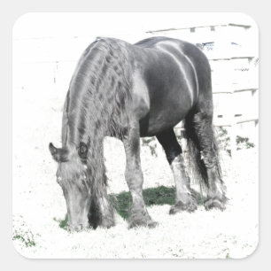 Horse Friesian Stallion Tierart Schwarz-weiß Quadratischer Aufkleber