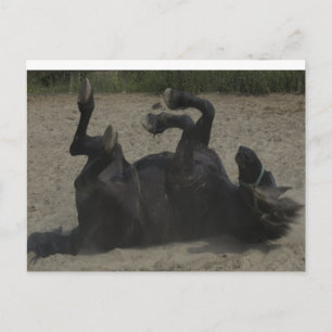 HORSE FROLICKING POSTKARTE