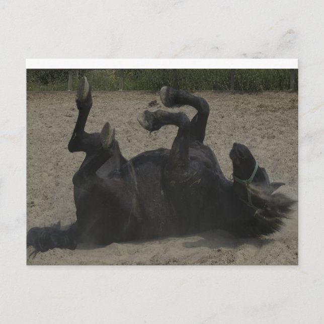 HORSE FROLICKING POSTKARTE (Vorderseite)