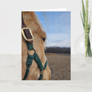 Horse greeting card karte