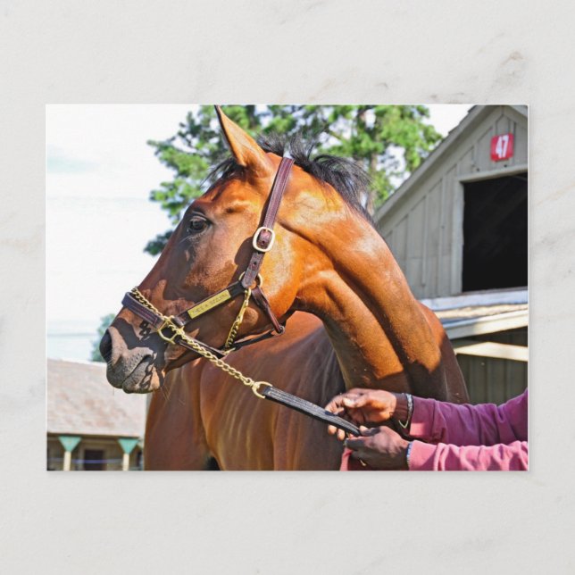 Horse Haven Barn #47 in Saratoga Postkarte (Vorderseite)