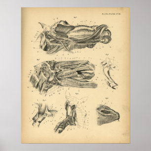 Horse Head Jaw Anatomy 1908 Vintage Print Poster