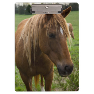 Horse Hello Klemmbrett
