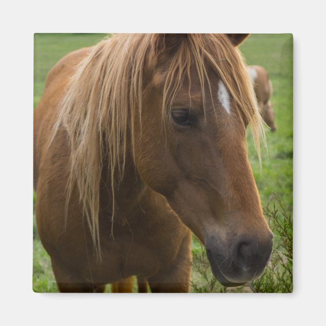 Horse Hello Magnet (Vorne)