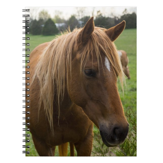 Horse Hello Notizblock (Vorderseite)