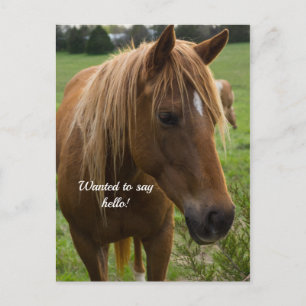 Horse Hello Postcard Postkarte