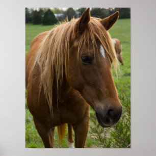 Horse Hello Poster