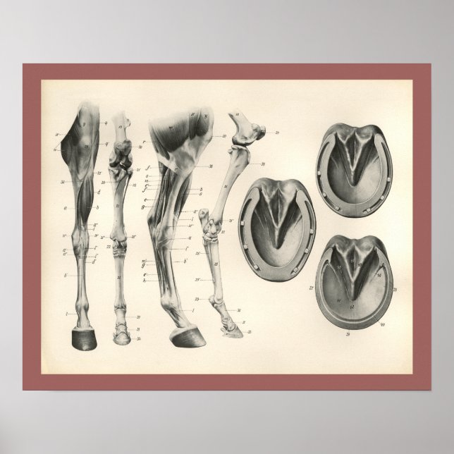 Horse Hoof Leg Knochen Muskelanatomie Print Poster (Vorne)