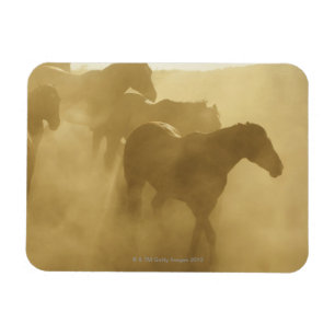 Horse in der Corral Magnet