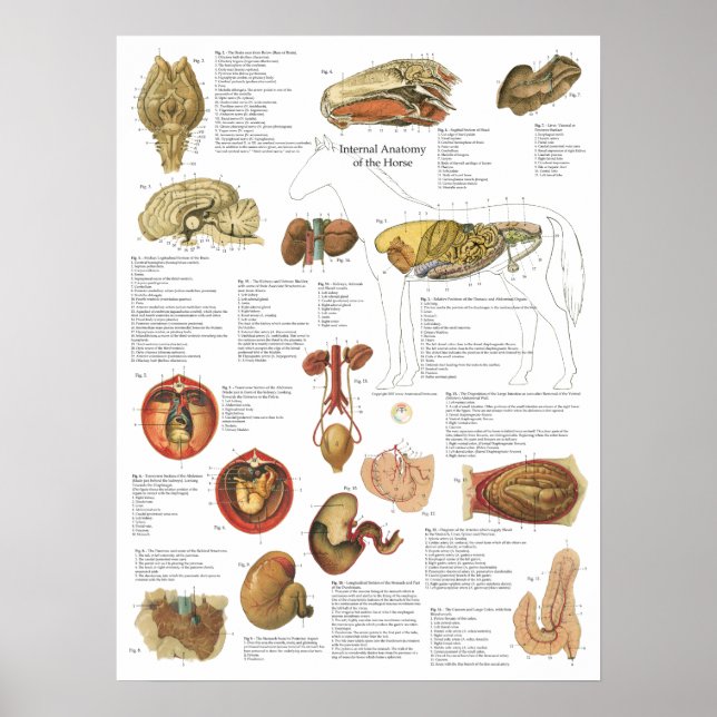 Horse interne Organe Anatomie Gehirnstomachdiagram Poster (Vorne)
