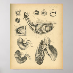 Horse Lungs Chest Anatomy 1908 Vintage Print Poster