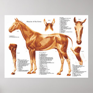 Horse Muscle Anatomy Chart Poster