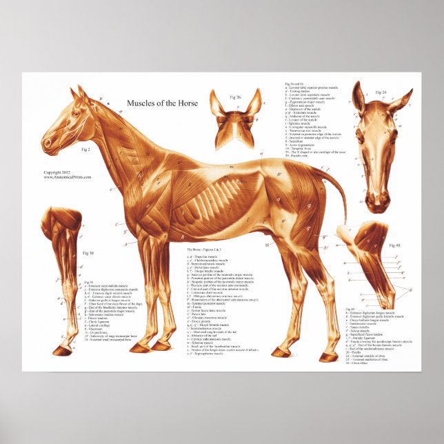 Horse Muscle Anatomy Chart Poster (Vorne)