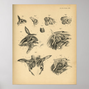 Horse Neck Muscle Anatomy 1908 Vintage Print Poster