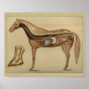 Horse Organ Internal Anatomy Print Poster