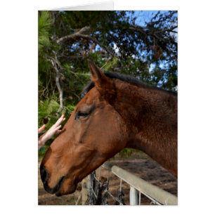 Horse_Pat,_Greeting_Card.