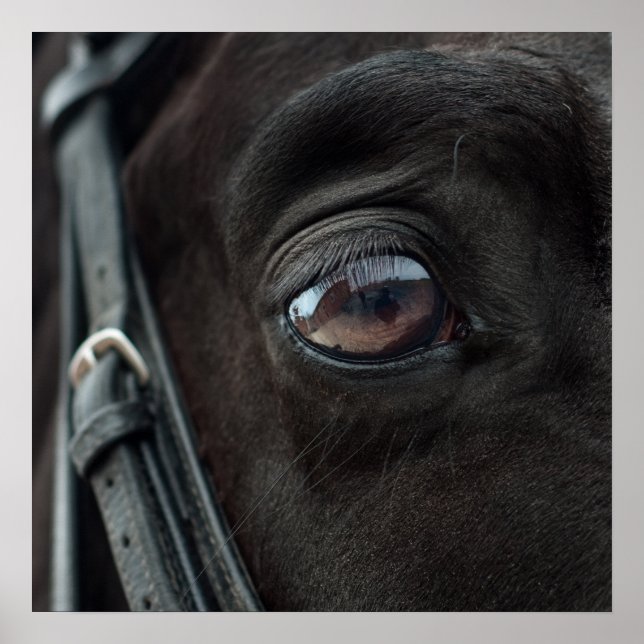 Horse Stallion Eye Foto Naturewall Poster (Vorne)