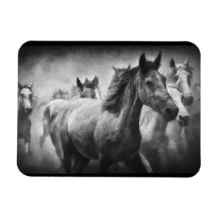 Horse Stampede Magnet