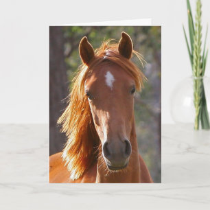 Horse Sympathy Card Karte