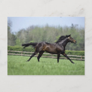 Horse Thoroughbreds, Wassl 1988, Postkarte