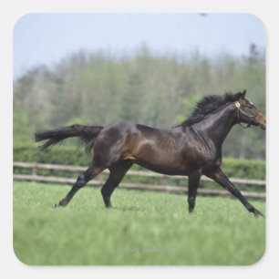 Horse Thoroughbreds, Wassl 1988, Quadratischer Aufkleber