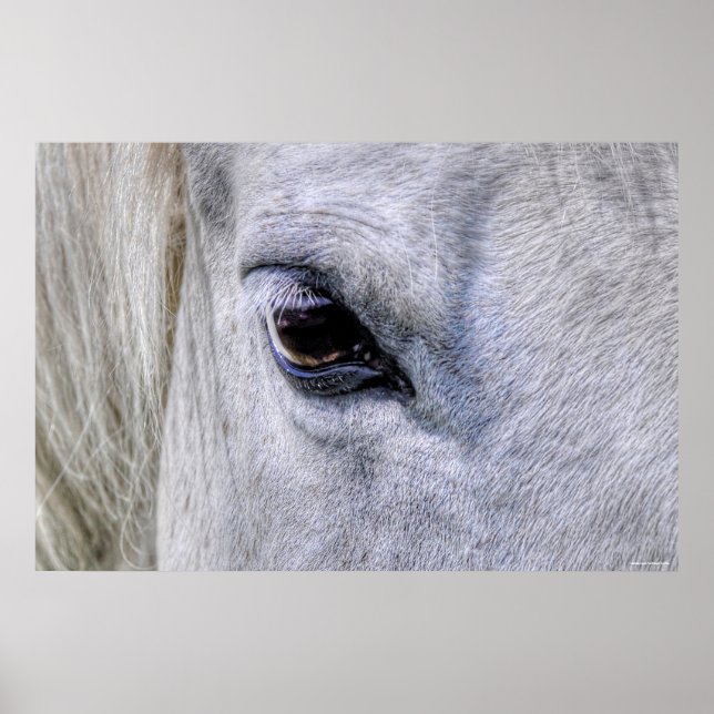 Horse White Ranch Mare Foto Poster (Vorne)