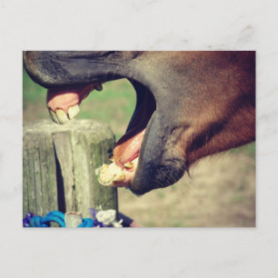 Horse Yawn Postkarte