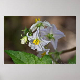 Horsenettle Blossom und Bud Wildblume Poster