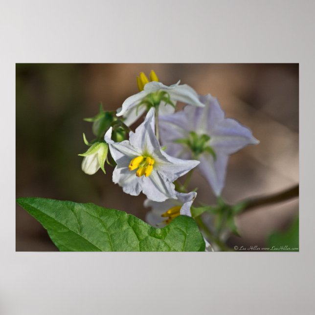 Horsenettle Blossom und Bud Wildblume Poster (Vorne)
