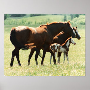 Horses and Foal Picture Poster