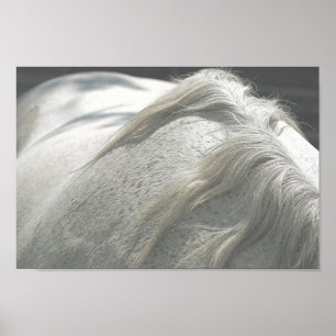 HORSES Mane Flea-Bitten Gray Mare Archival Poster