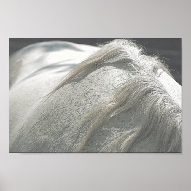 HORSES Mane Flea-Bitten Gray Mare Archival Poster (Vorne)