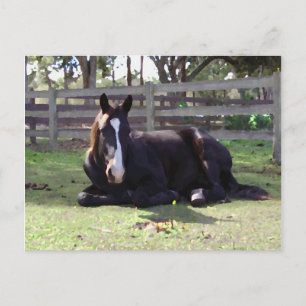Horses' Nap Time Postkarte