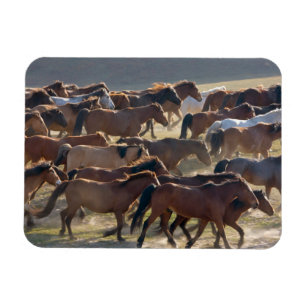 Horses on the ranch, Inner Mongolia, China Magnet