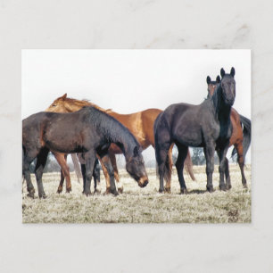 HORSES POSTKARTE