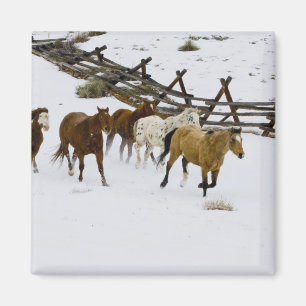 Horses Running in Snow Magnet
