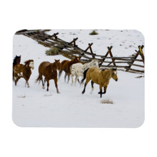 Horses Running in Snow Magnet