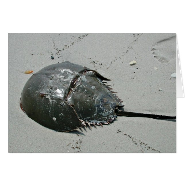 Horseshoe Crab (Vorderseite (Horizontal))