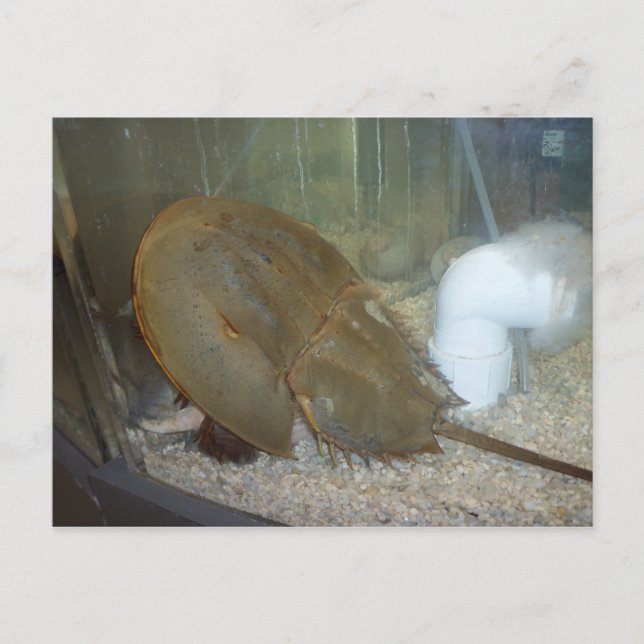 Horseshoe Crab, #1 Postkarte (Vorderseite)