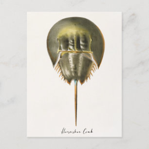 Horseshoe Crab, Arthropod, James Ellsworth De Kay, Postkarte