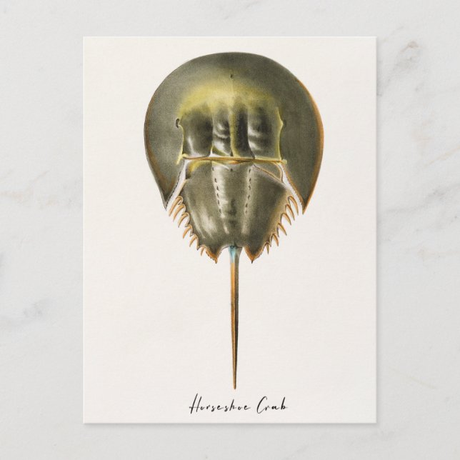 Horseshoe Crab, Arthropod, James Ellsworth De Kay, Postkarte (Vorderseite)