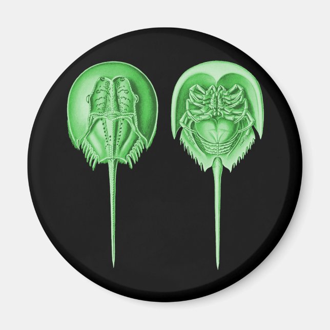 Horseshoe Crab Magnet (Vorne)