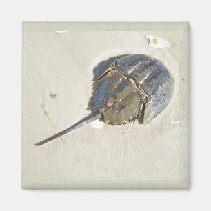 Horseshoe Crab Magnet