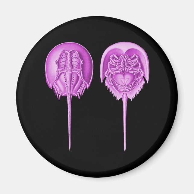 Horseshoe Crab Magnet (Vorne)