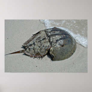 Horseshoe Crab - männlich Poster
