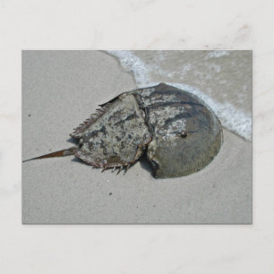 Horseshoe Crab - männlich Postkarte