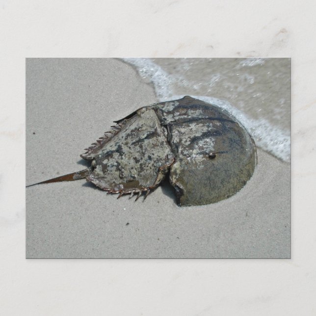 Horseshoe Crab - männlich Postkarte (Vorderseite)