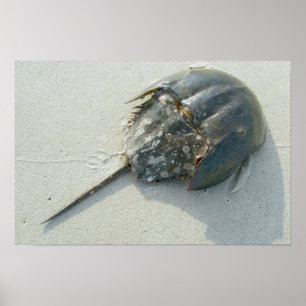 Horseshoe Crab Poster