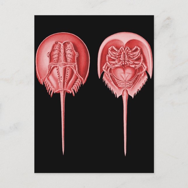 Horseshoe Crab Postkarte (Vorderseite)